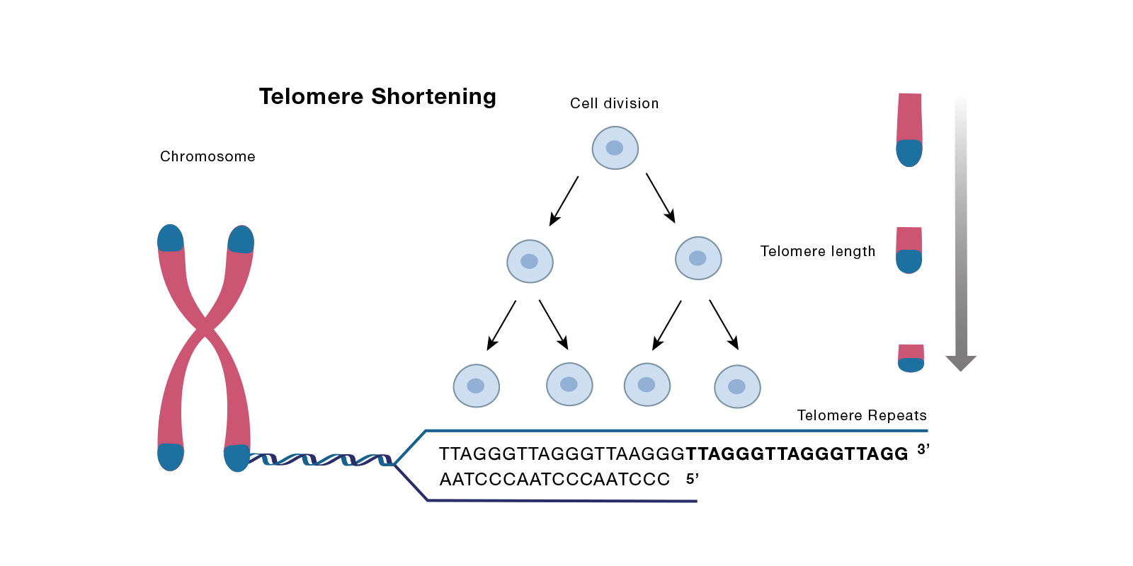 Cell Process: What role do the telomeres play in senescence?